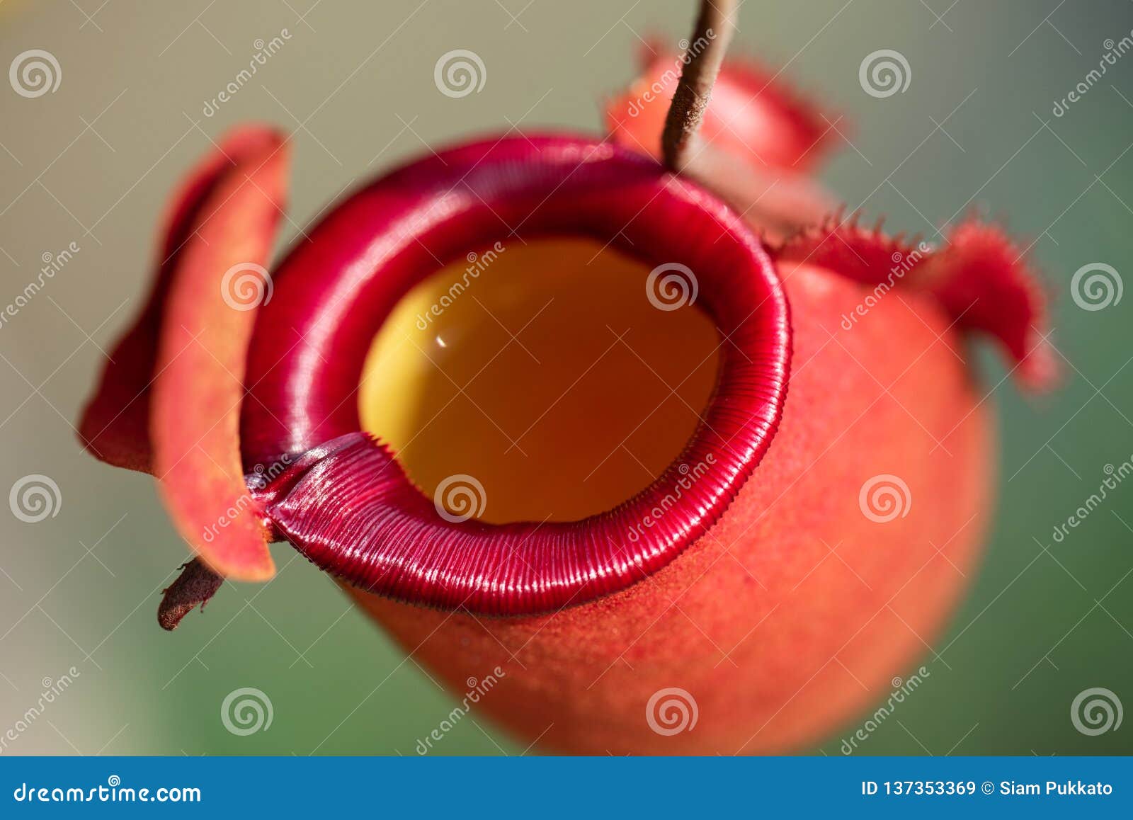 close up of nepenthes also called tropical pitcher plants or monkey cups in the plant nursery garden dangerous plant for insect
