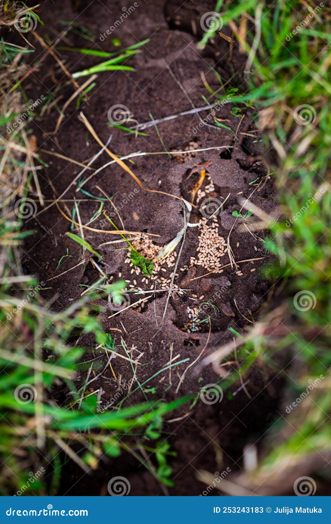 Closeup of a Nest of Black Ants with Eggs in the Ground among the