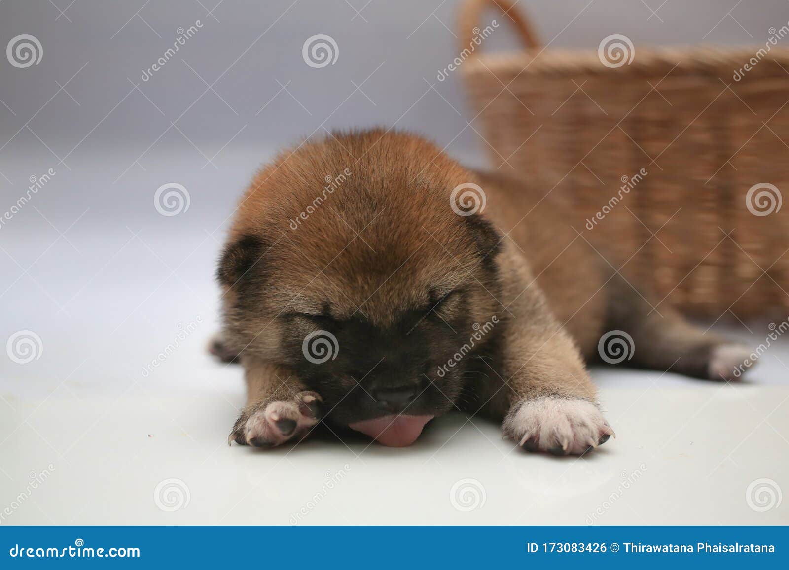 5 day old puppies