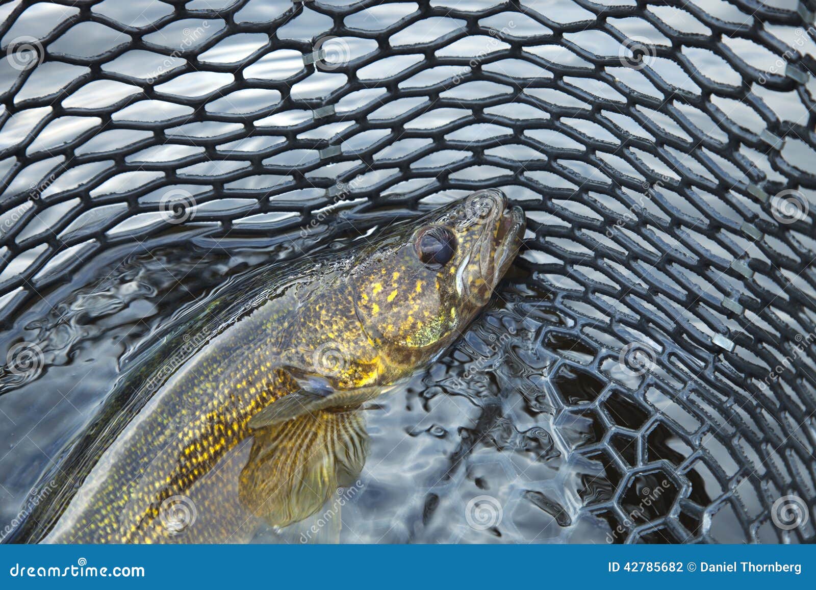 Fish Net Walleye Stock Photos - Free & Royalty-Free Stock Photos