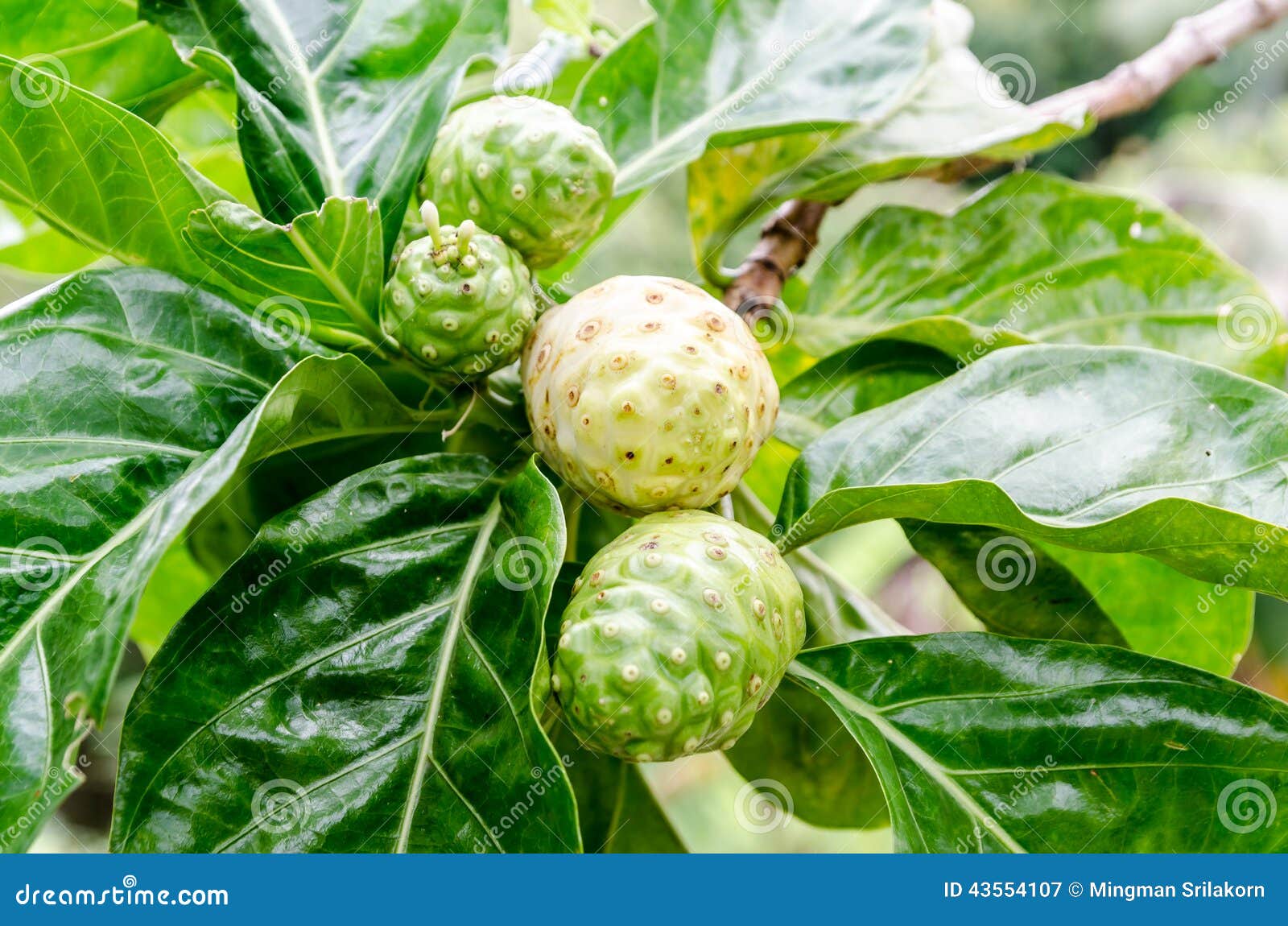 Close Up of Noni Fruit and Leaf Stock Image Image of plant, leaf