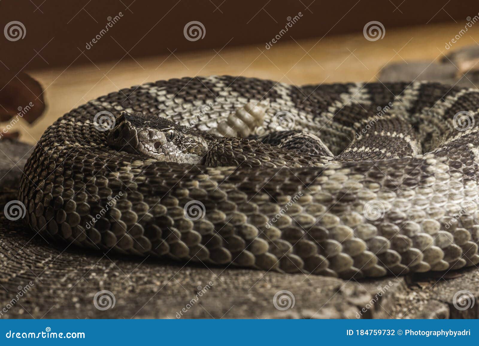 Close Up Rattlesnake Face Abstract Black And White Royalty-Free Stock