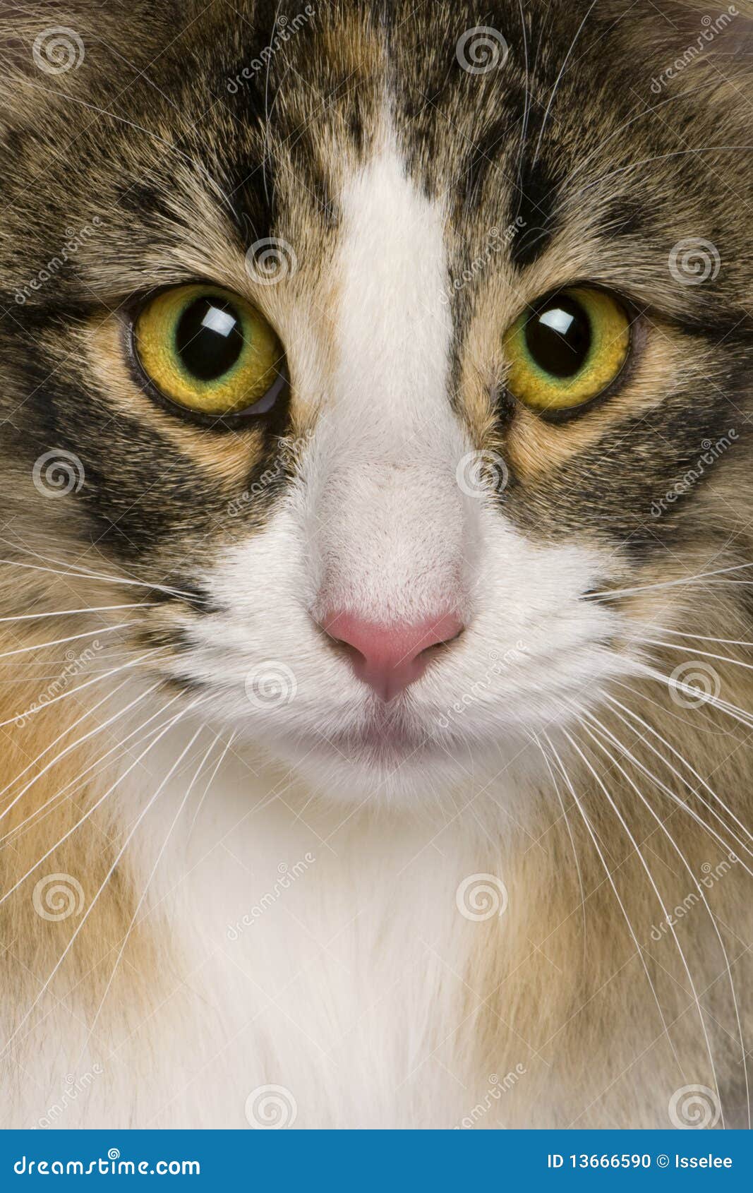 Close Up Of A Norwegian Forest Cat (8 Months Old) Stock ...