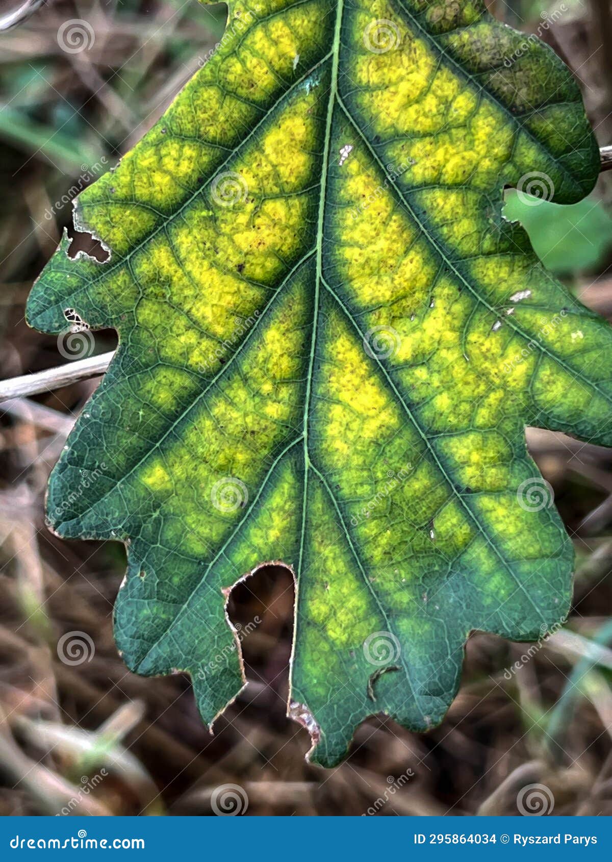 Closeup of an Oak Leaf with Autumn Discoloration Stock Photo Image