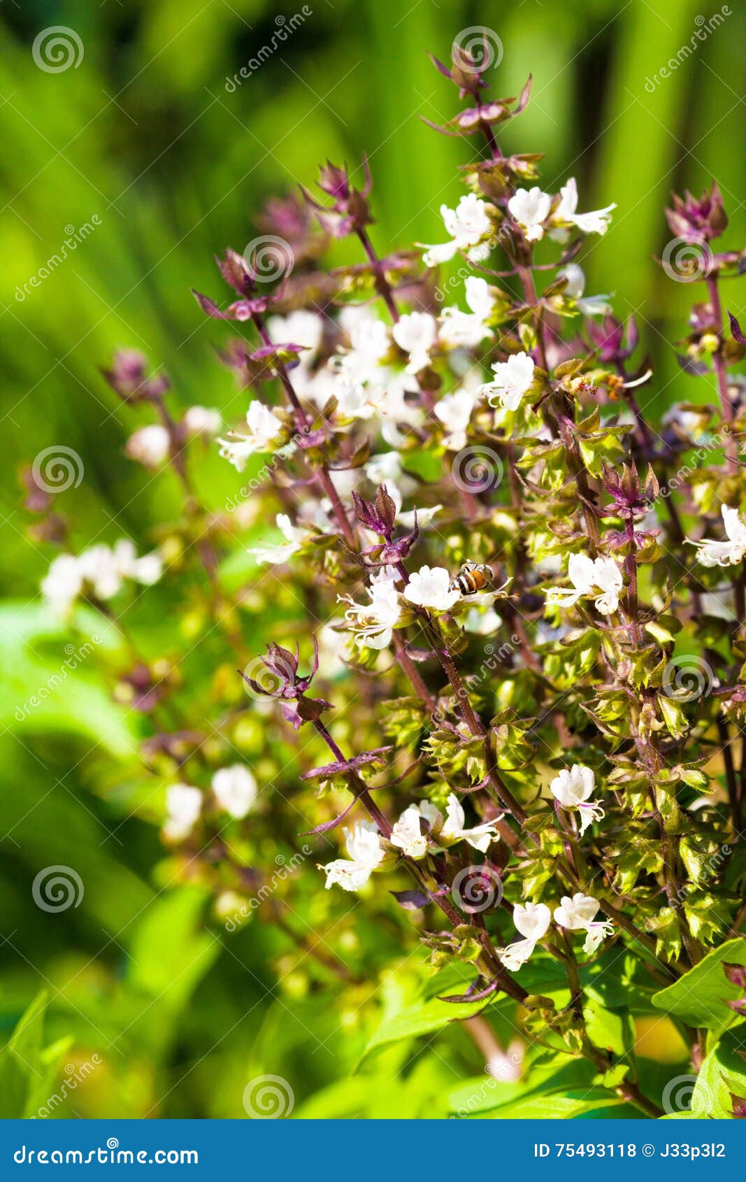 Close Up of Ocimum Sanctum (Holy Basil) Flower. Stock Photo Image of