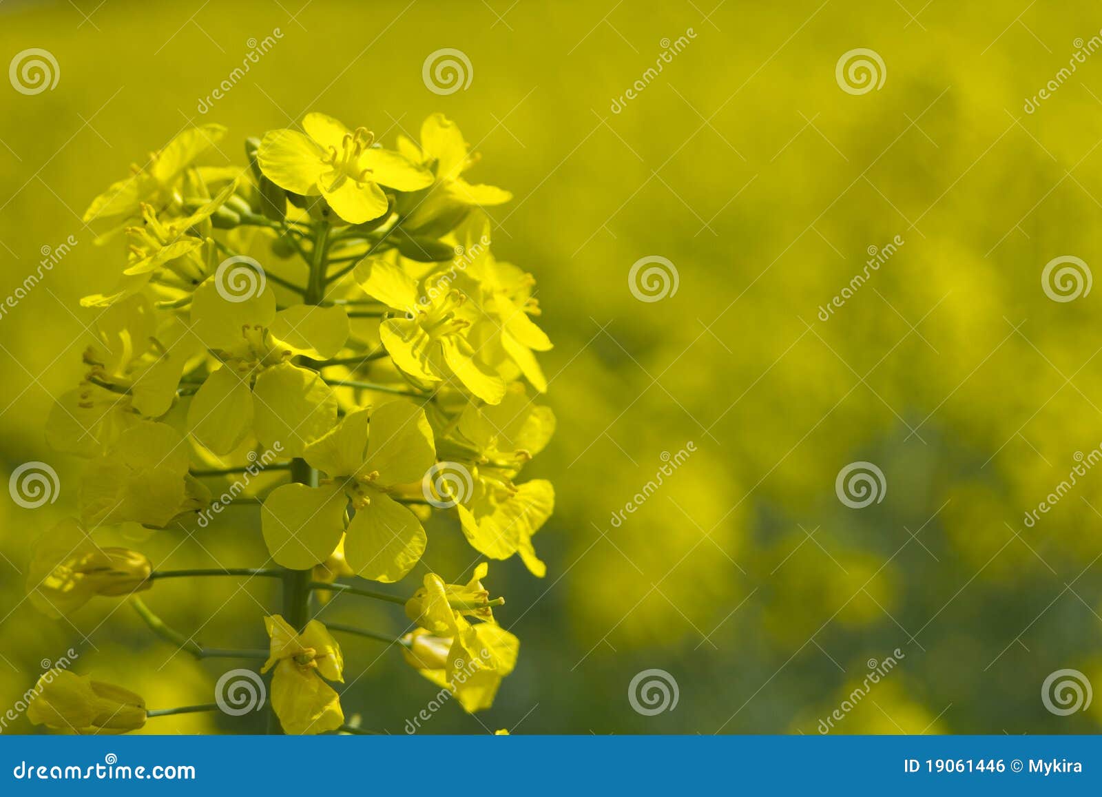 Close up of oilseed canola stock photo. Image of field 19061446