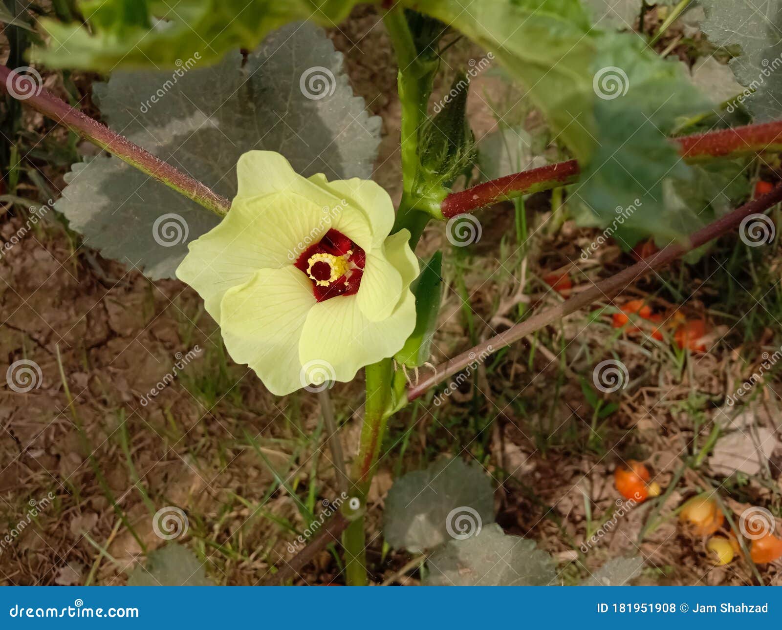 Close Up of Okra Flower.Beautiful Yellow Okra Flower.with Selective
