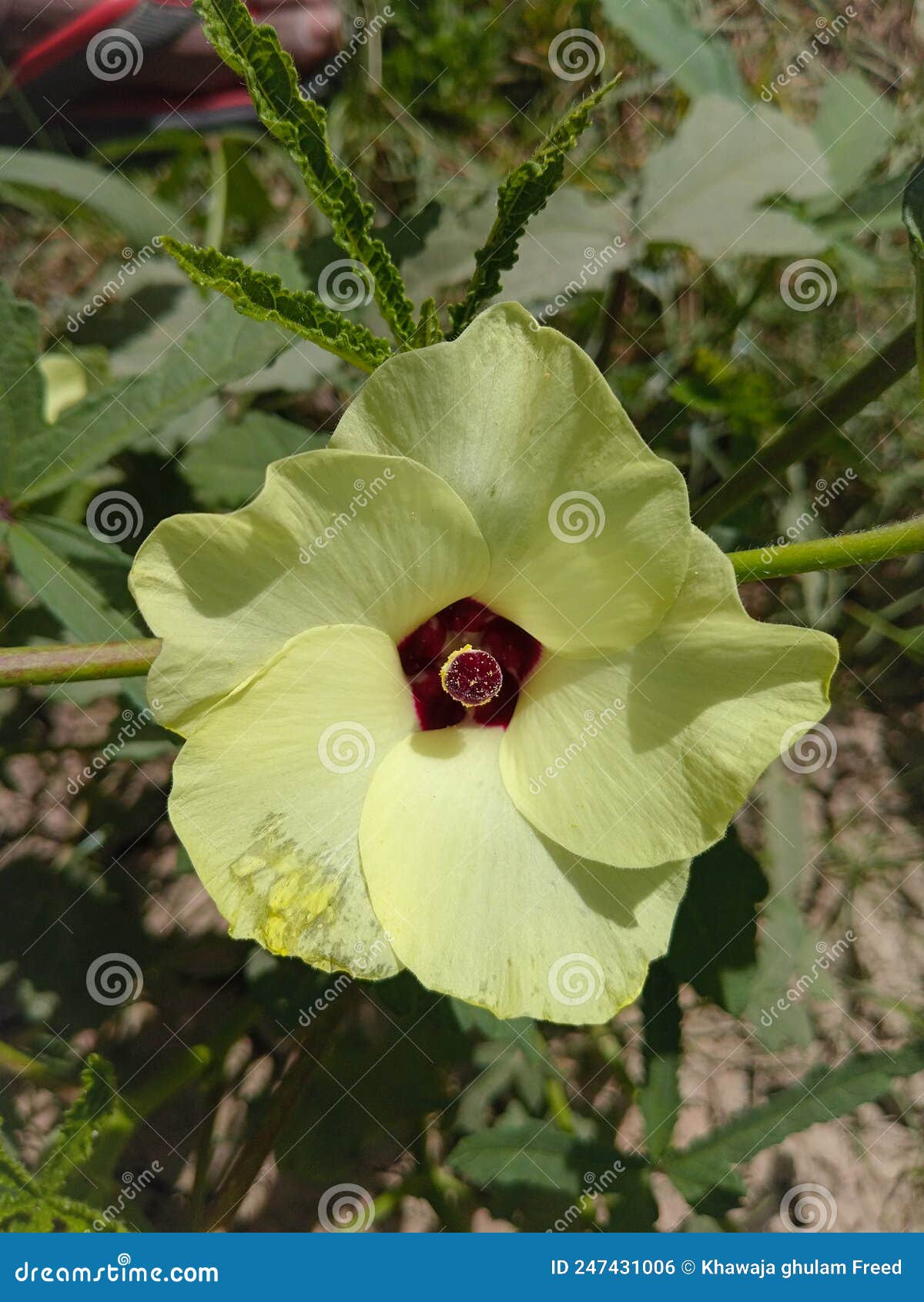Close Up of Okra Flower. Yellow Okra Flower Stock Photo Image of natural, blossom 247431006