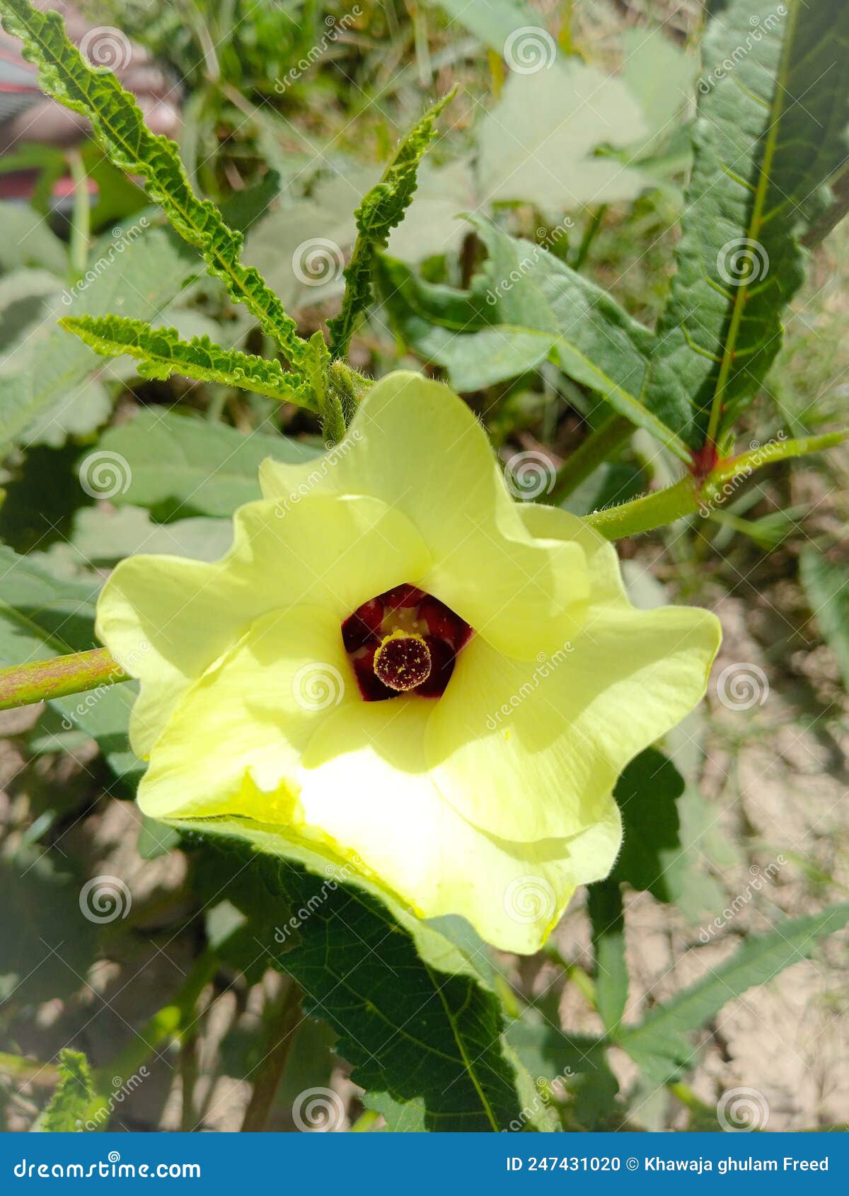 Close Up of Okra Flower. Yellow Okra Flower Stock Photo Image of shrub, flower 247431020