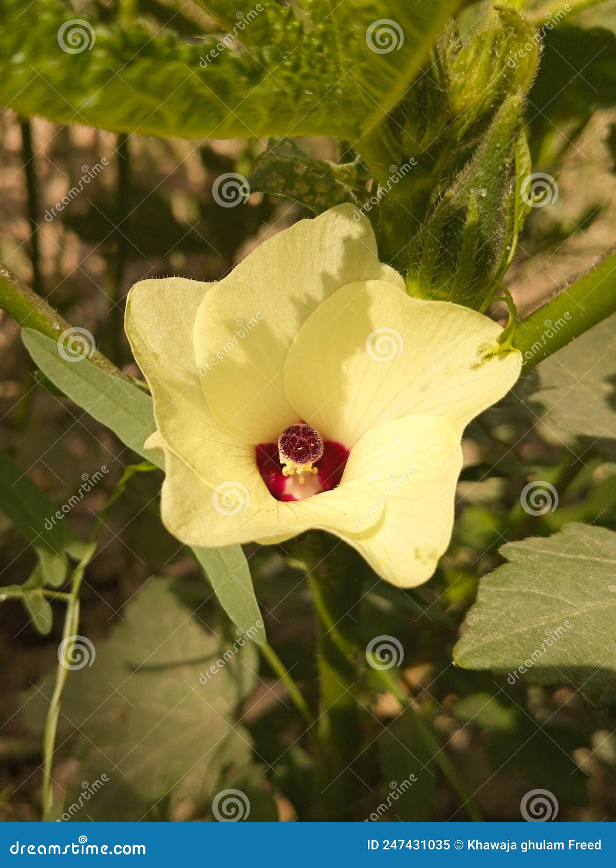 Close Up of Okra Flower. Yellow Okra Flower Stock Image Image of rose, flower 247431035