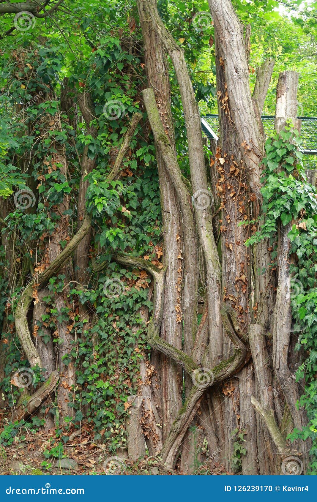 Old twisted tree in the woodland. Close up of an old twisted tree trunk in the woodlands