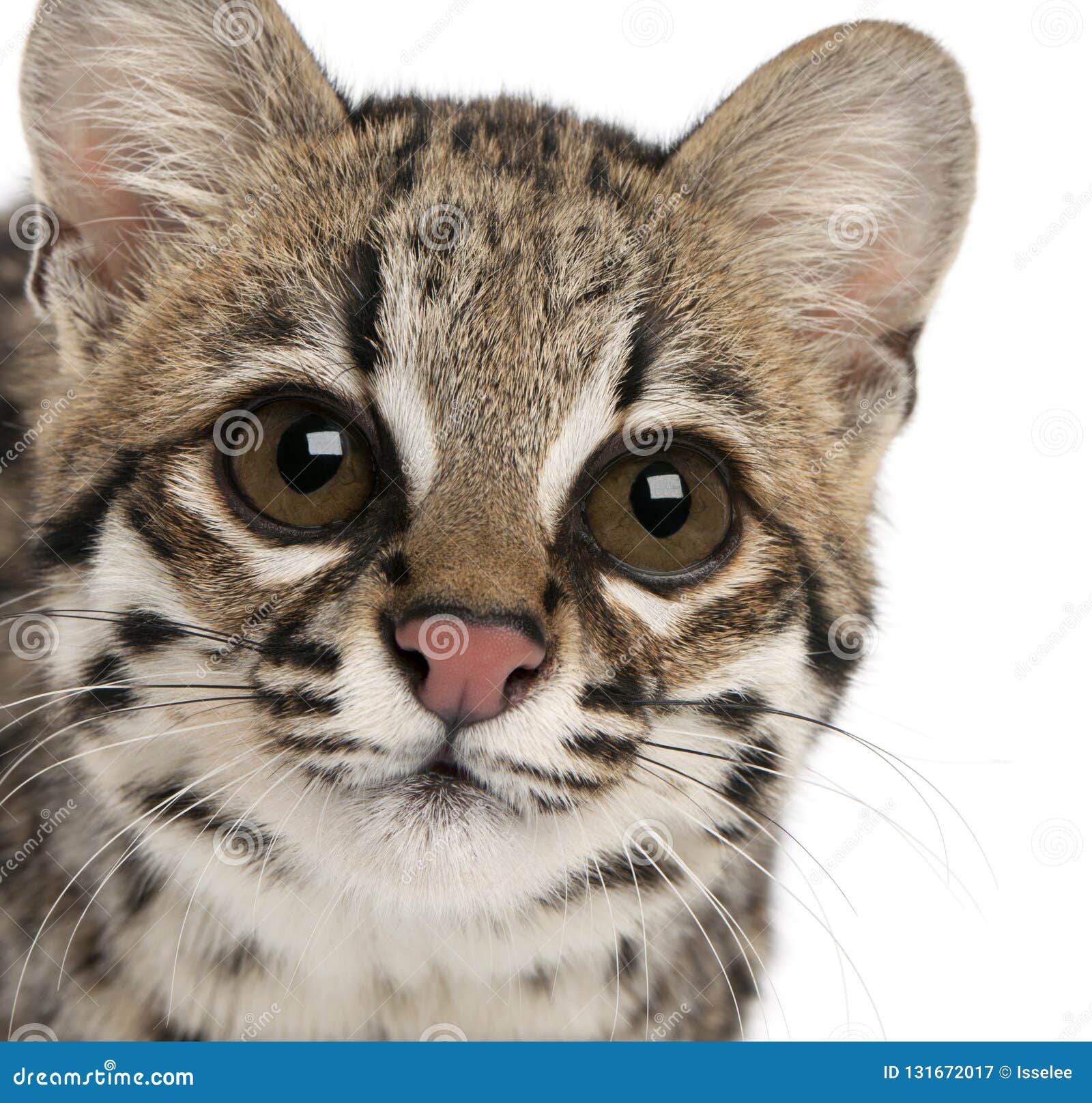 close-up of oncilla, leopardus tigrinus, 1 year old