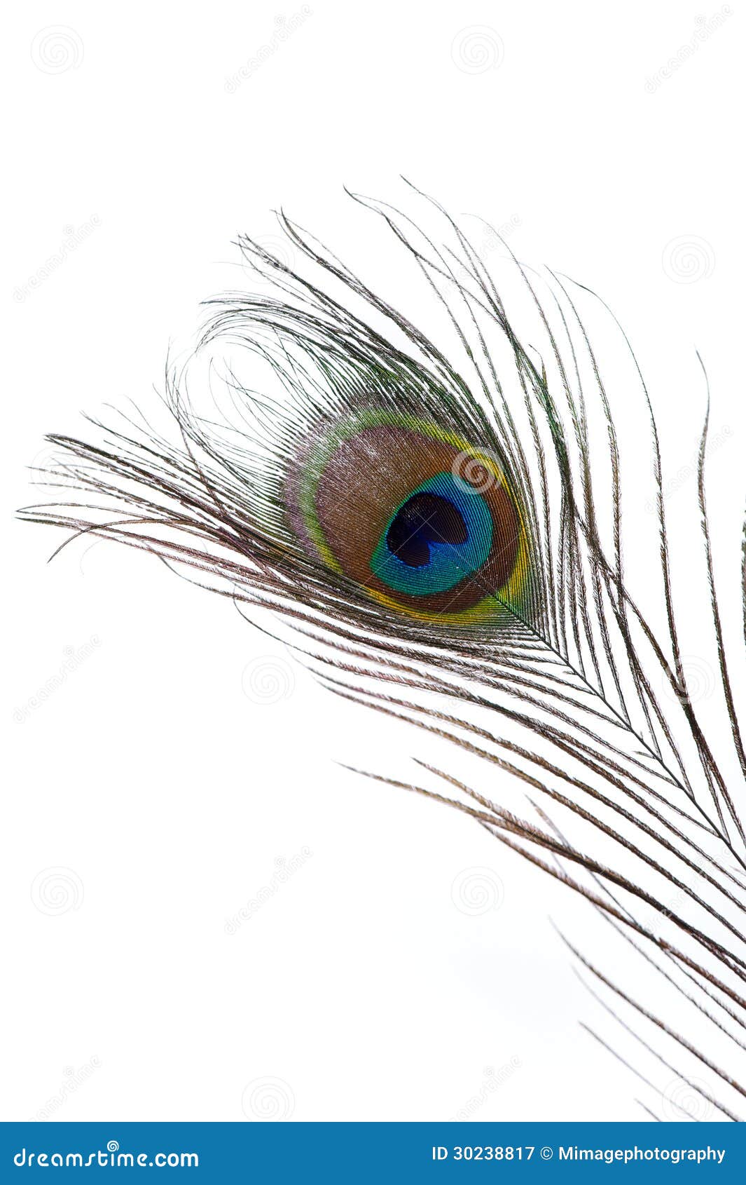 Peacock Feather Isolated stock image. Image of bright - 30238817