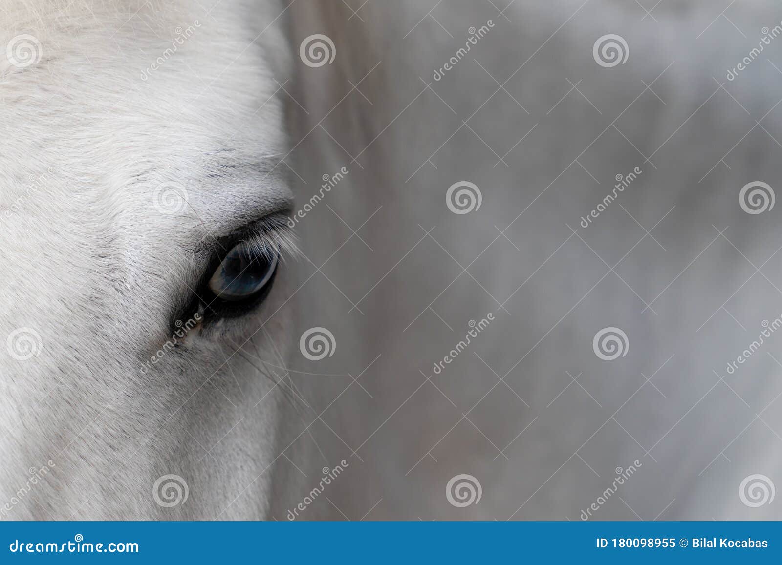 Closeup of One White Horse`s Head with Eye Stock Image Image of