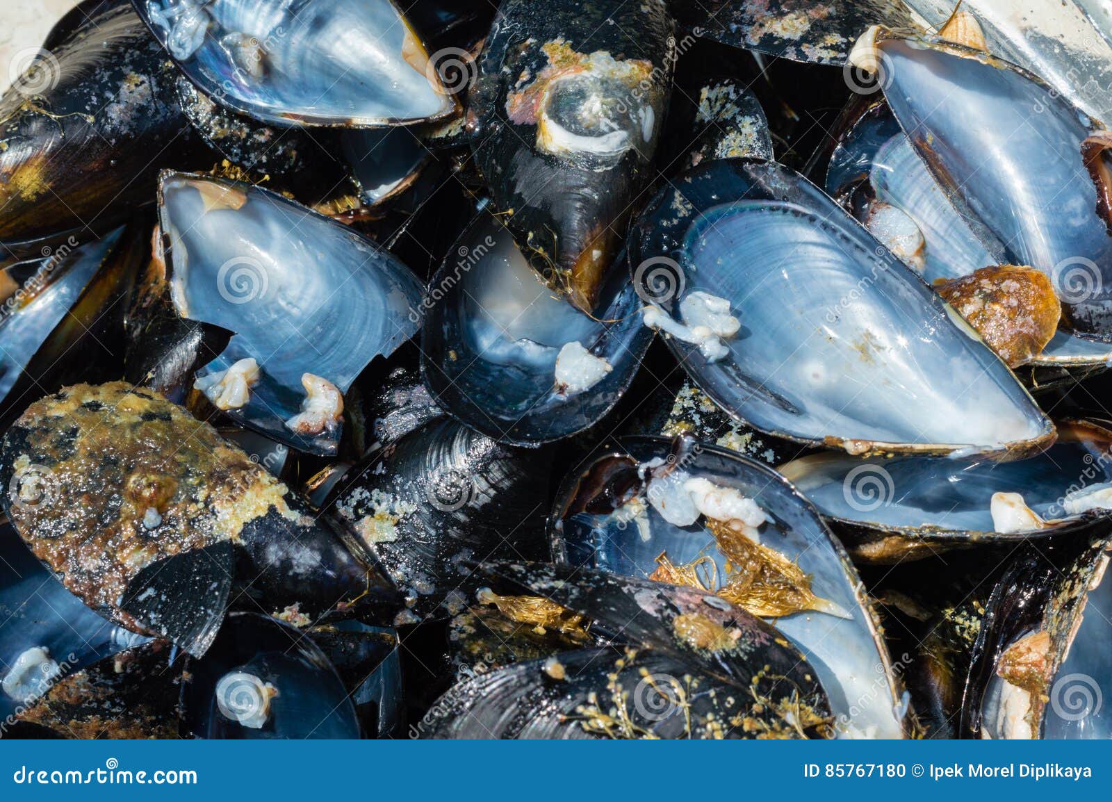 Close Up Of Opened Fresh Mussel Shells Stock Photo Image Of Fish