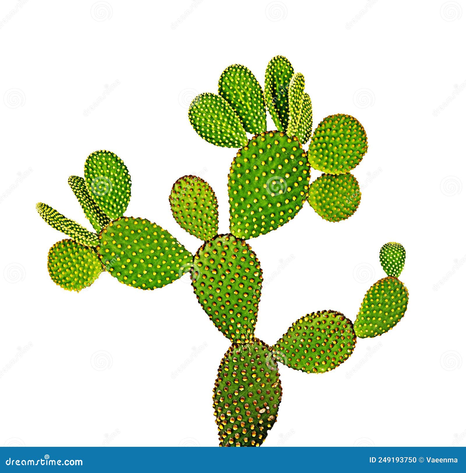 Opuntia cactus stock photo. Image of plant, cactaceae 249193750