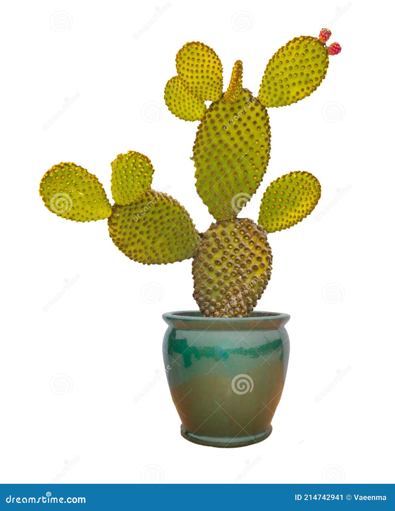 Opuntia cactus in pot stock image. Image of plant, succulent 214742941