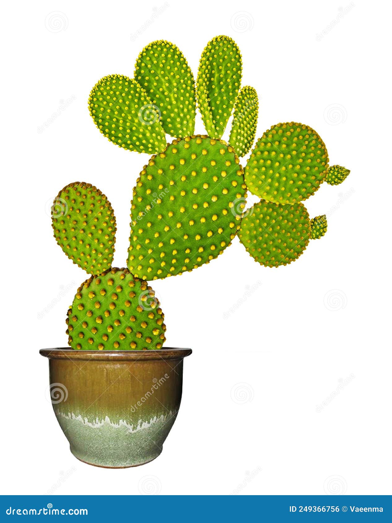 Opuntia cactus in pot stock photo. Image of plant, cactaceae 249366756