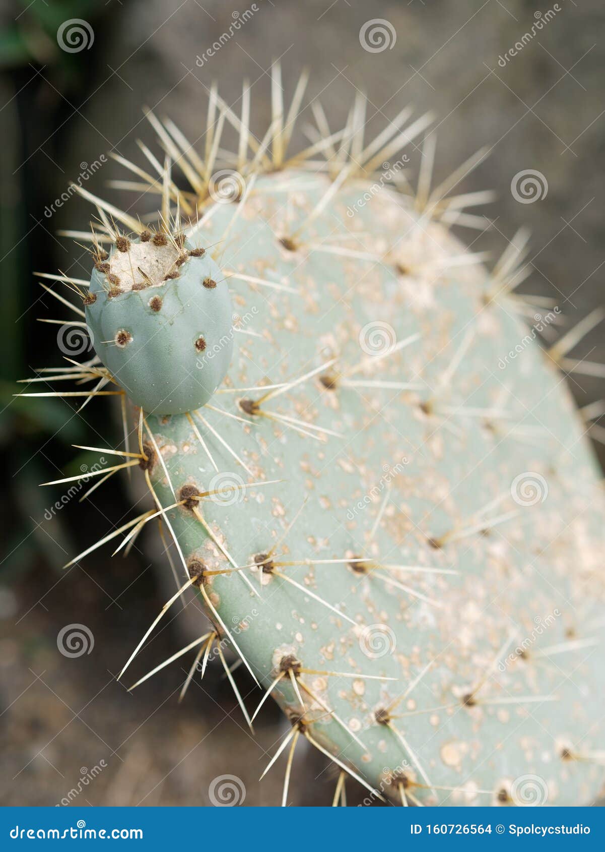 close-up of prickly pear cactus