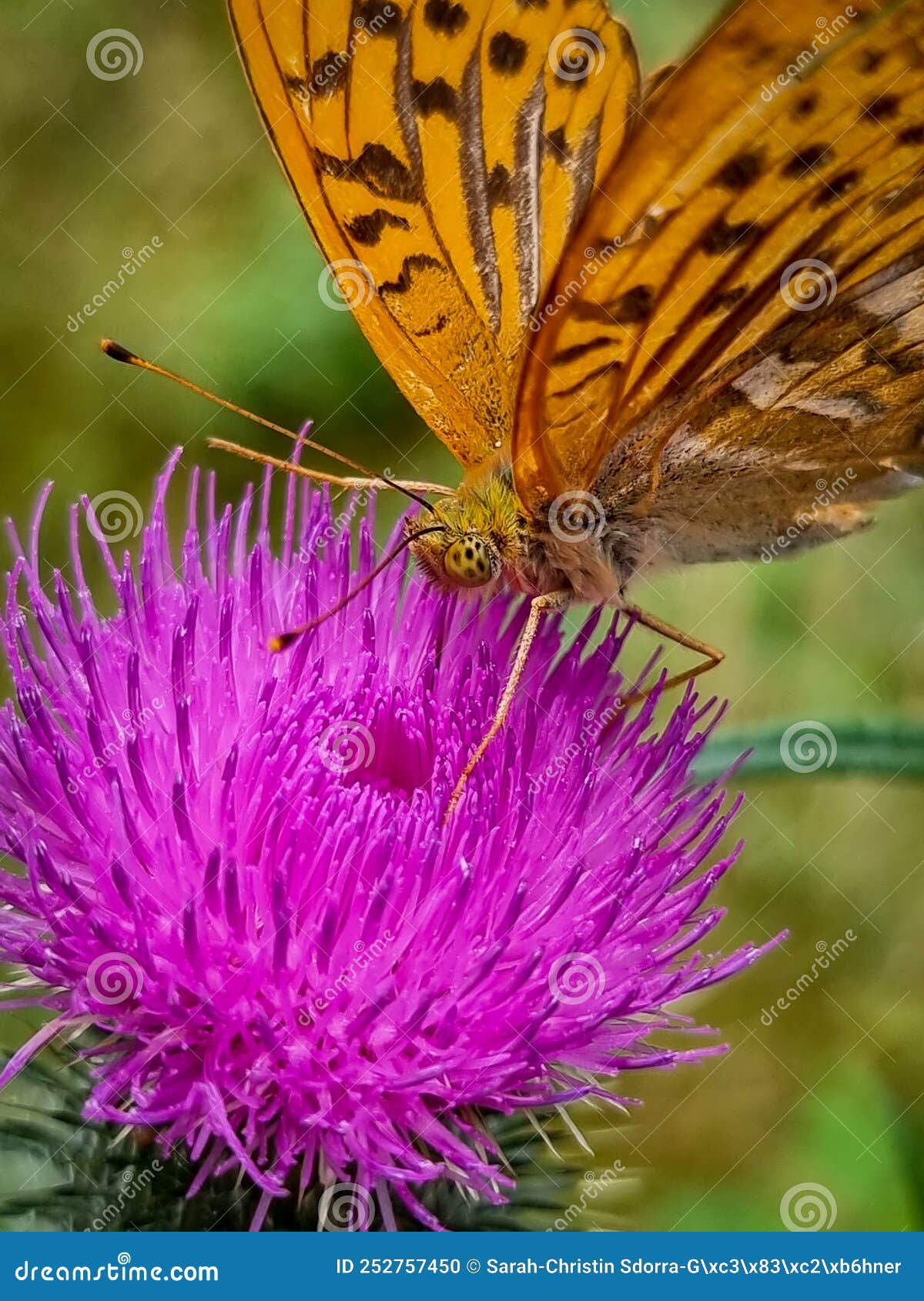 Closeup of an Orange Butterfly on a Pink Flower Stock Photo Image of