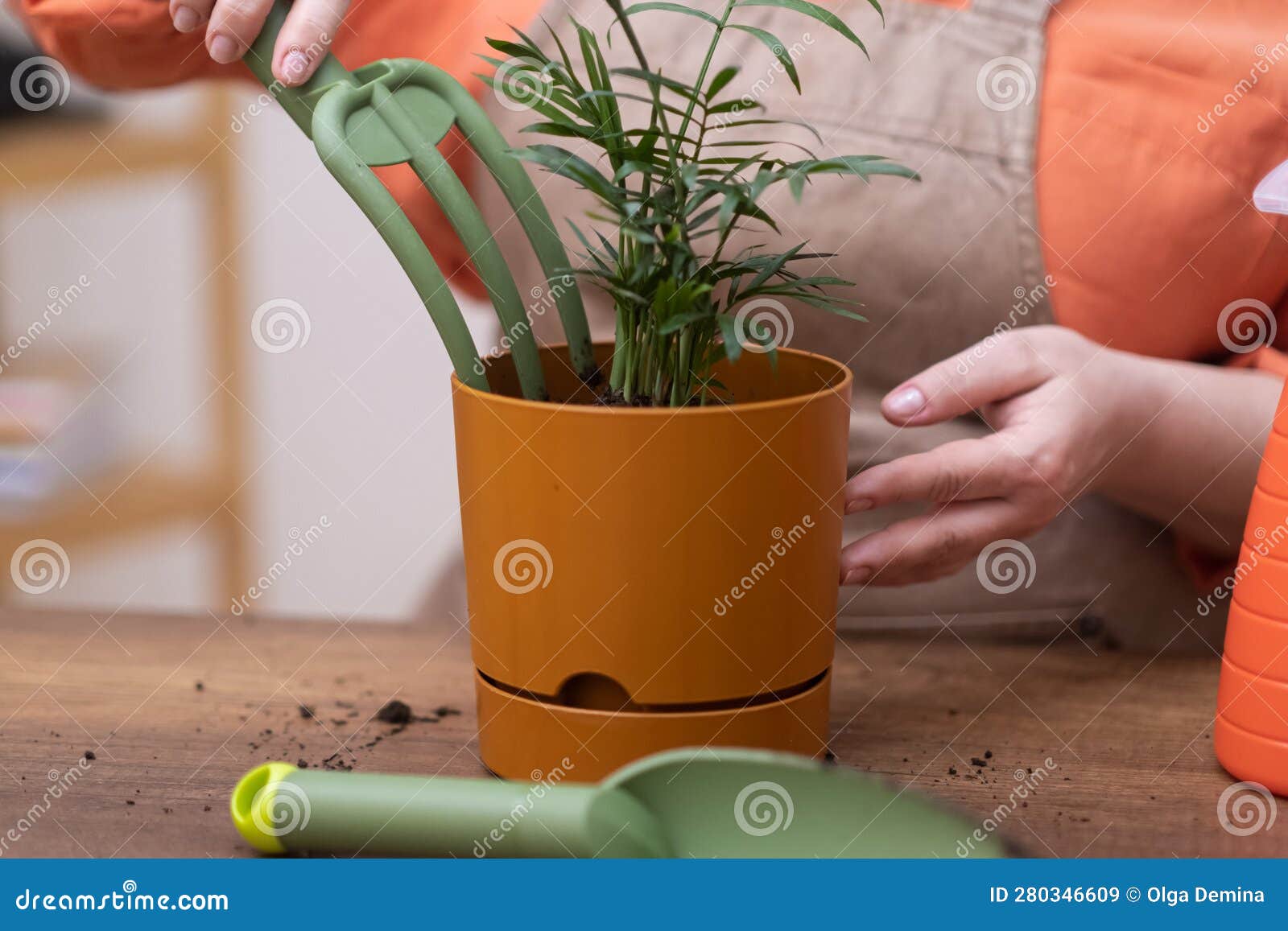 close up of orange flower pot with recently repotted chamedorea, fertilize the soil and using rake