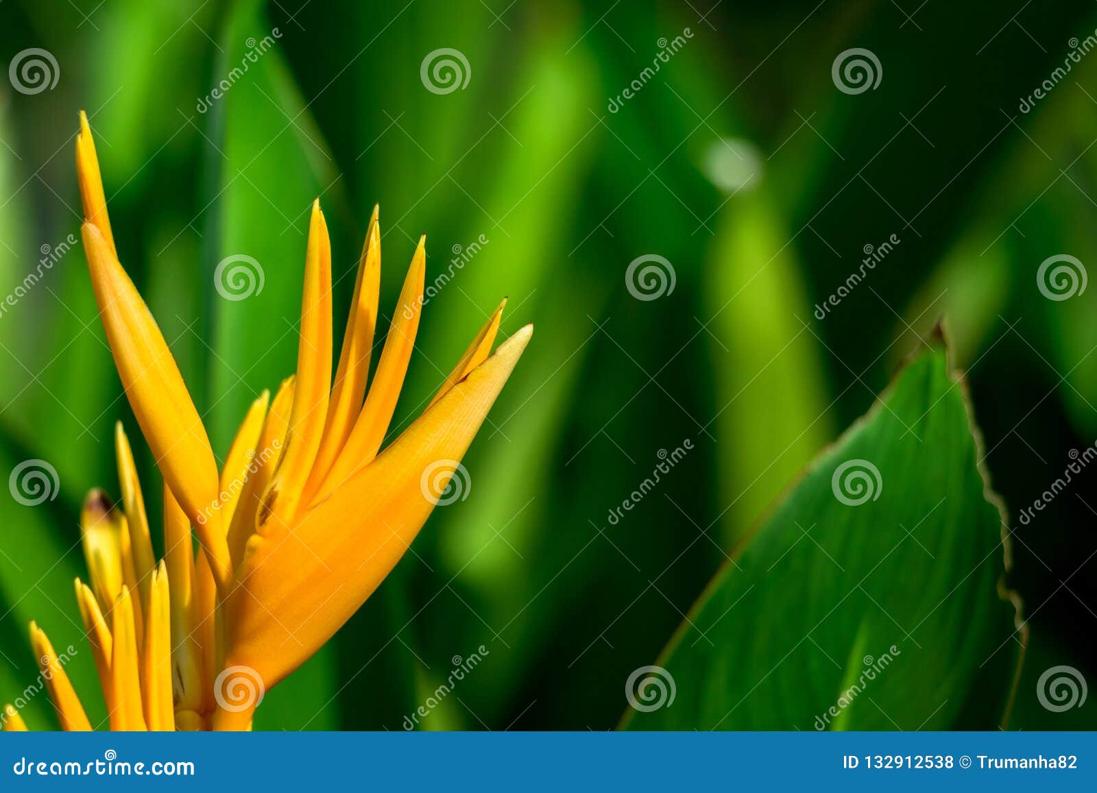 free download heliconia psittacorum viridi free download heliconia psittacorum viridi
