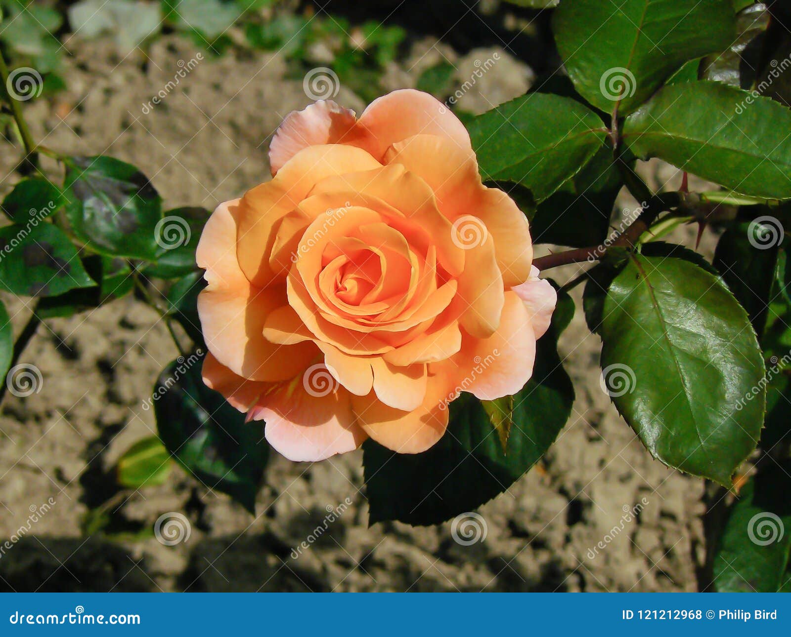 Close-up of an Orange Hybrid T Rose Stock Photo - Image of yellow ...