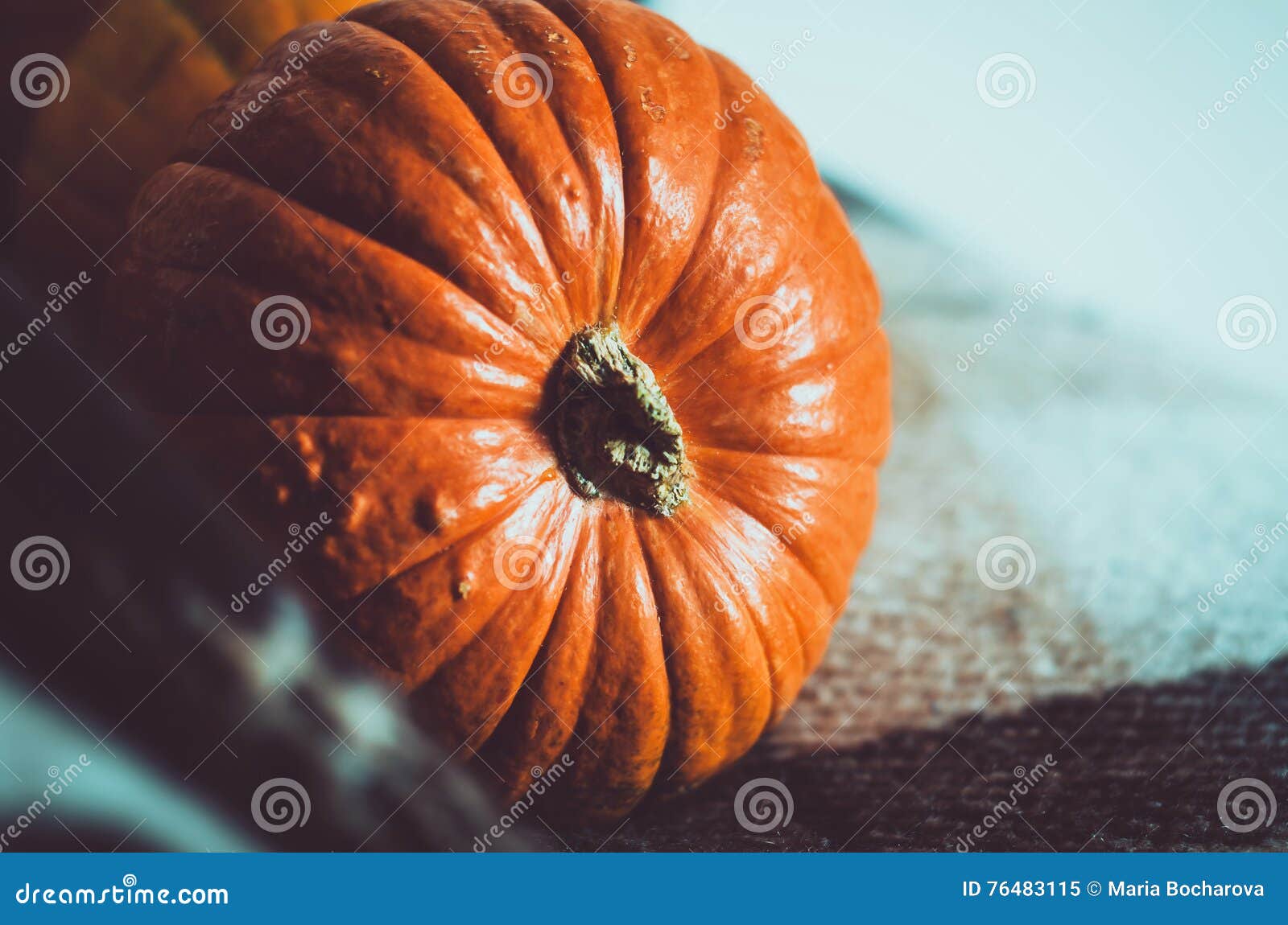 pumpkin wallpaper free