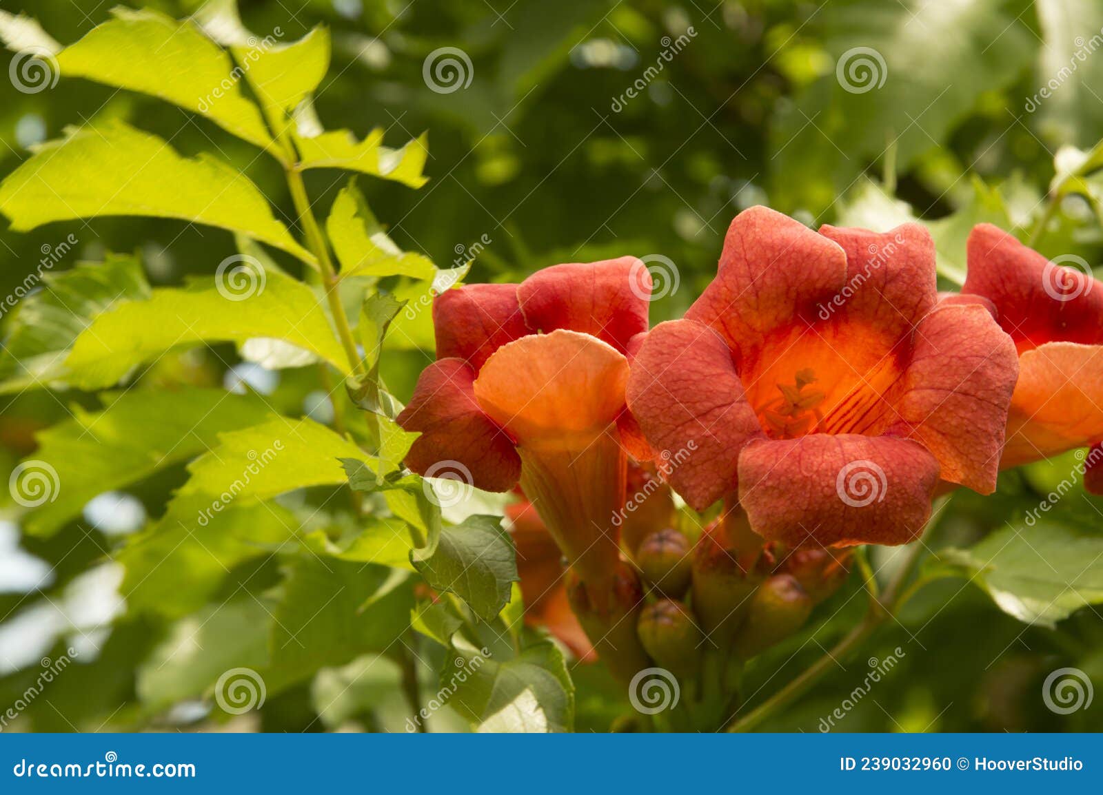 Closeup Orange Trumpet Creeper Flowers Stock Photo Image of beauty