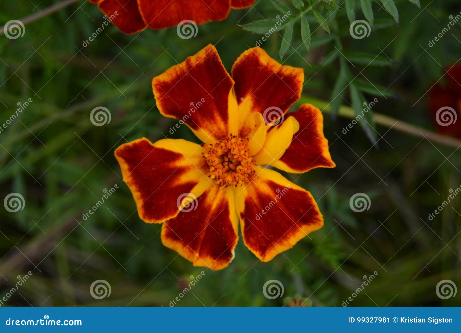 Pretty Orange Yellow Flower Stock Image Image of yellow, close 99327981