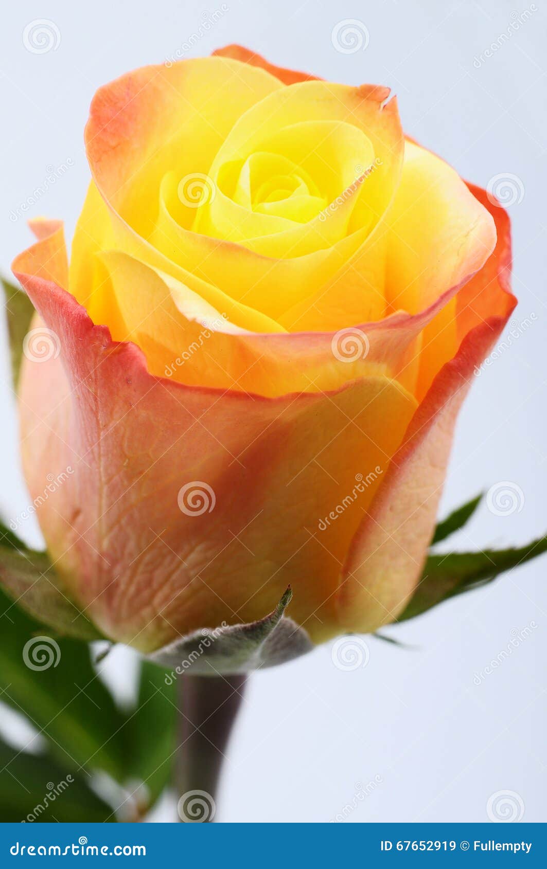 Close Up of Orange and Yellow Rose Flower Stock Image Image of macro