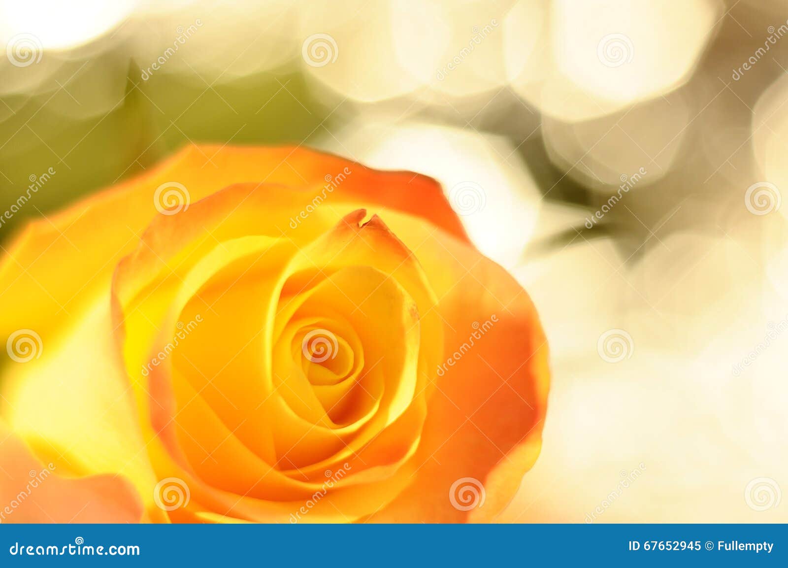 Close Up of Orange and Yellow Rose Flower Stock Image Image of purity