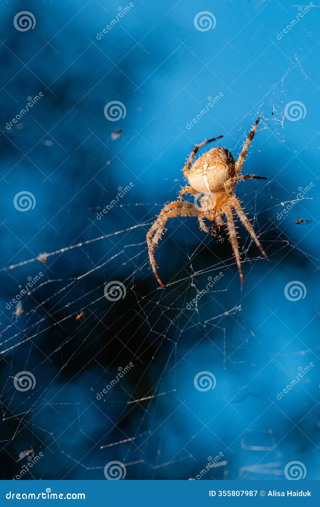 orb-weaver spider spinning a web
