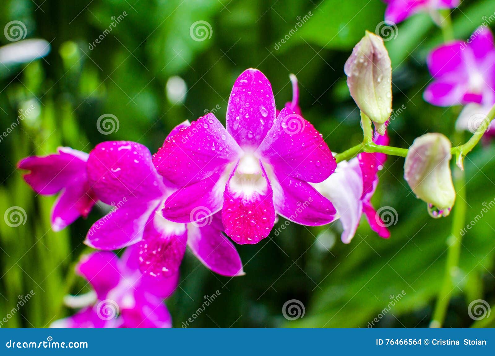 singapore botanic gardens flowers