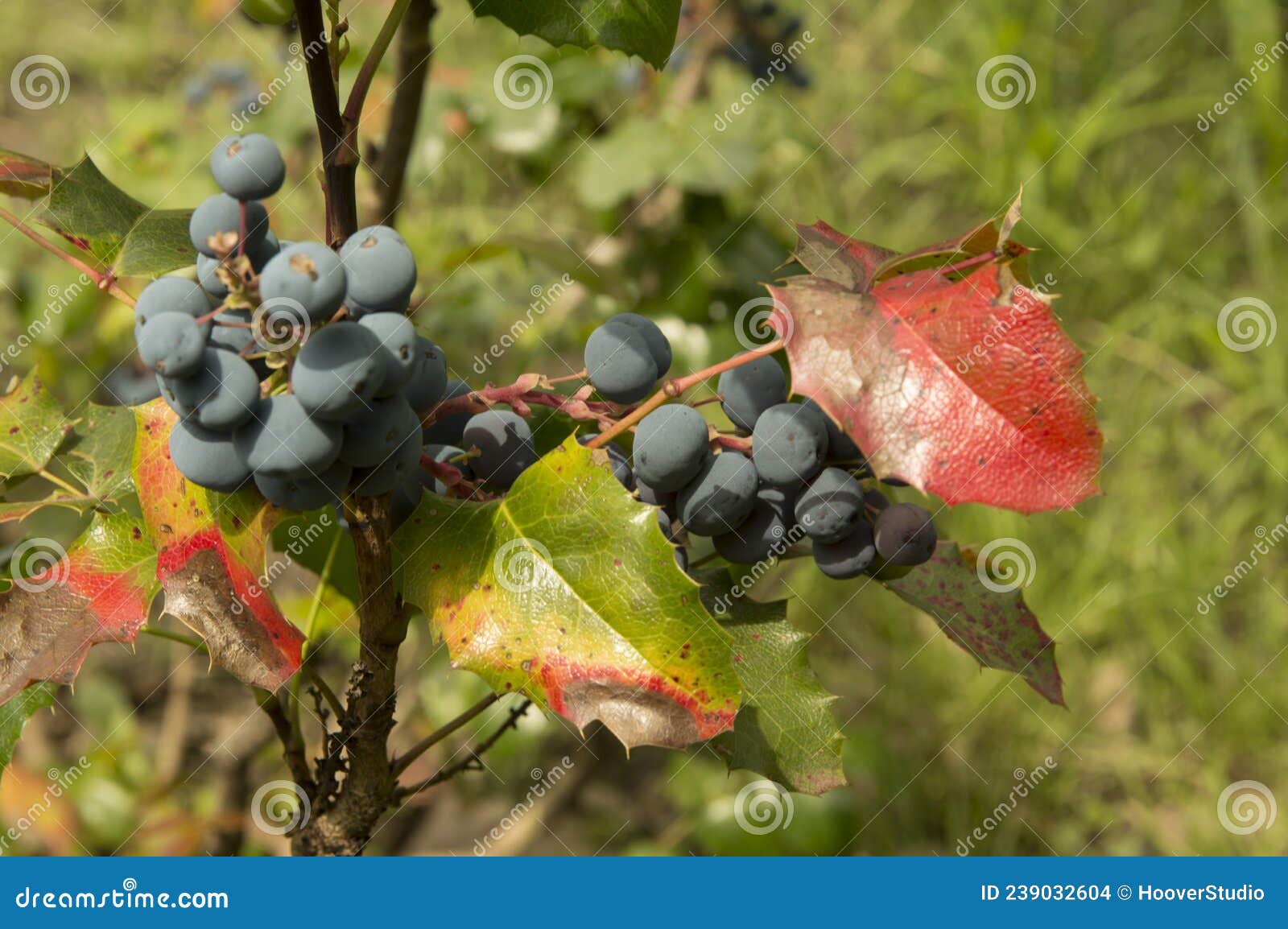 Close Up Oregon Grape Bush with Dark Purple Berries Stock Photo Image of purple, grape 239032604