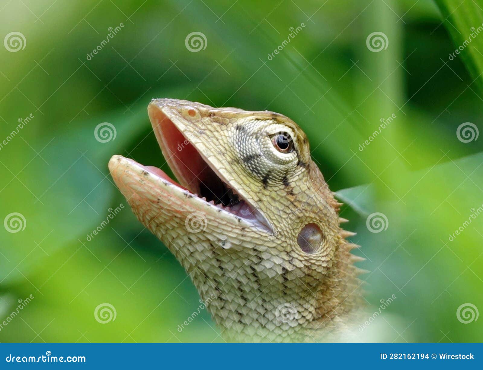 A close-up of an oriental garden lizard (Calotes versicolor) in green grass