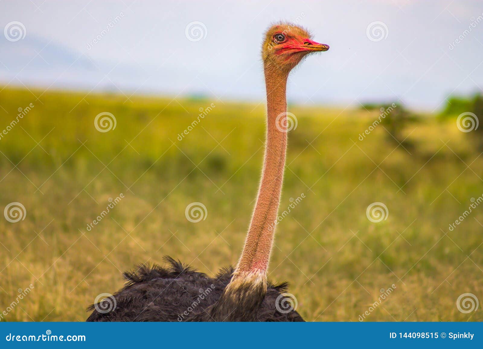 close up of an ostrich`s long neck