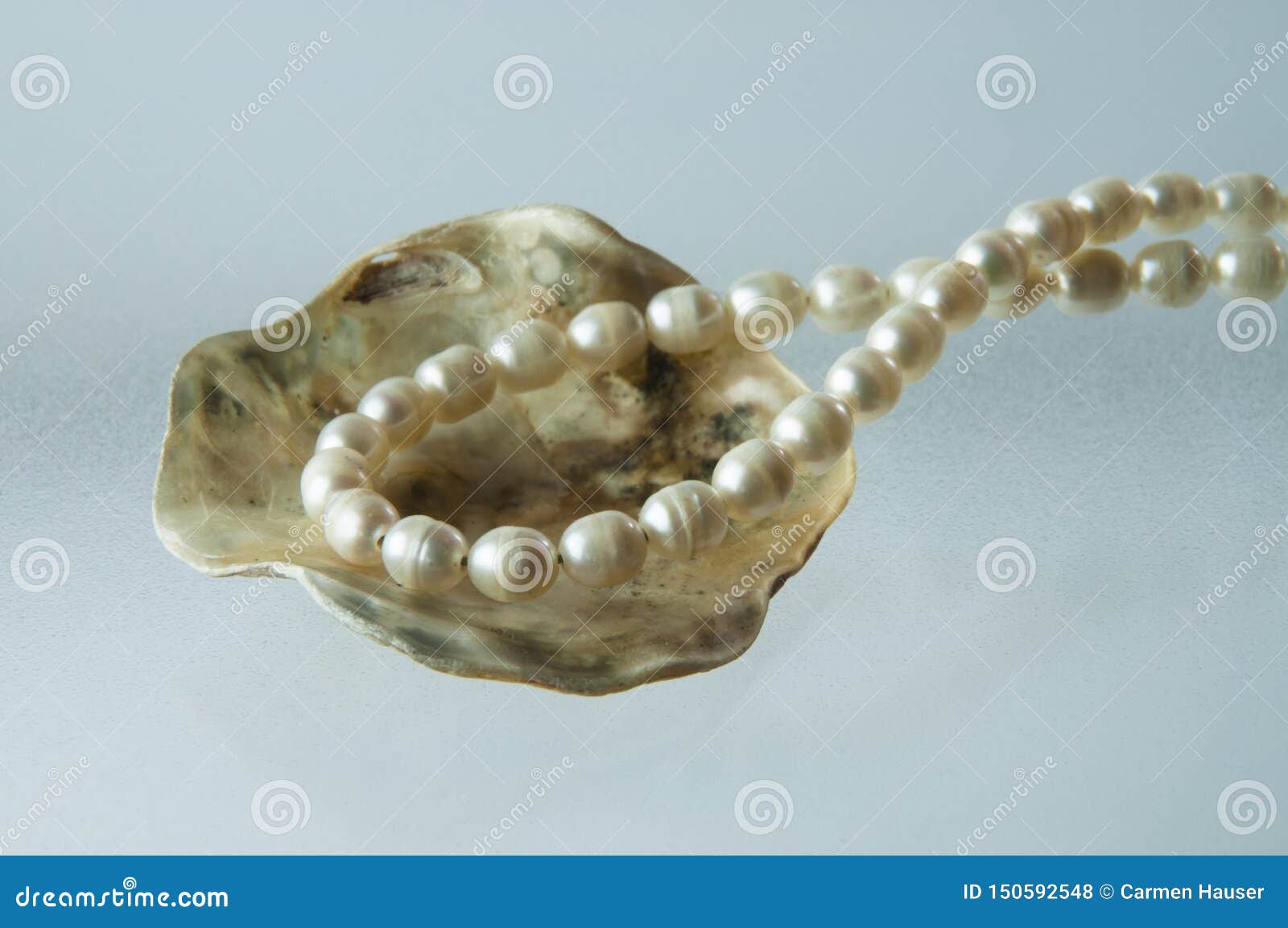 Chain with Irregular Pearls in an Oyster Shell Stock Photo Image of mother, colour 150592548