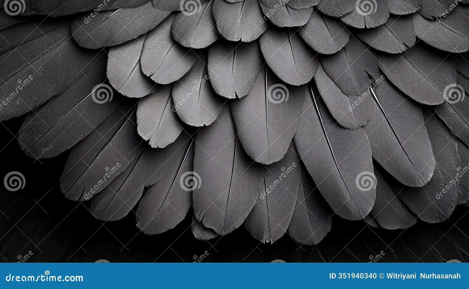 close-up of overlapping dark gray bird feathers, creating a textured pattern