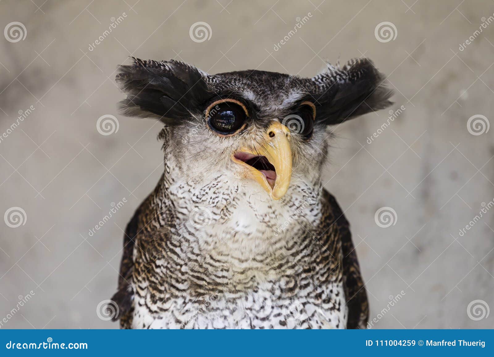 close-up of an owl with a crazy and funny face expression