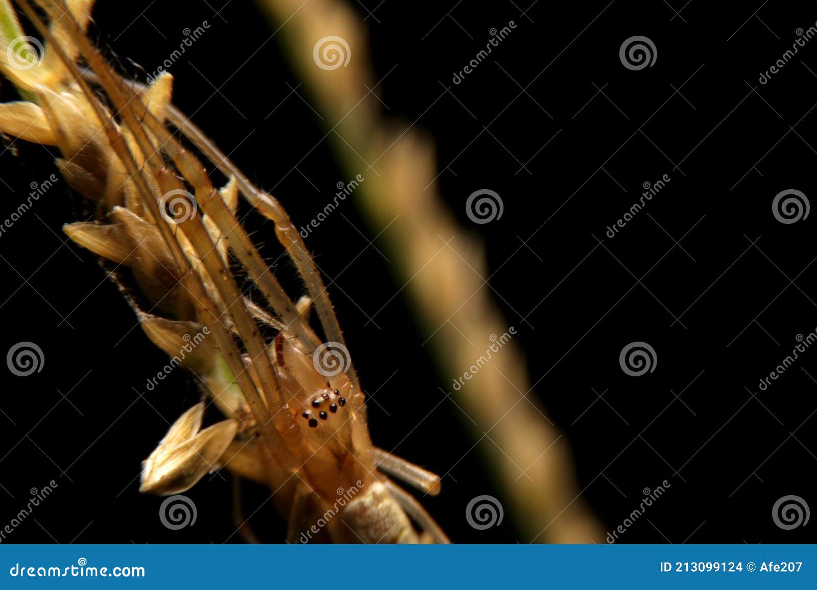 close-up oxyopes javanus troll, brown spider, eyes arranged in a hexagon pattern