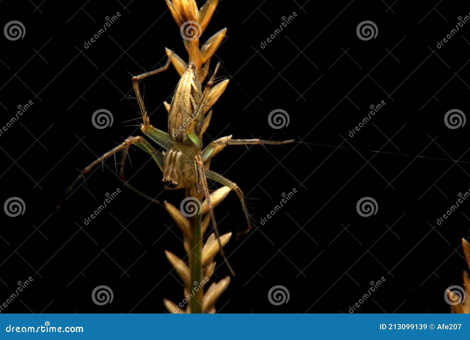 close-up oxyopes javanus troll, brown spider, eyes arranged in a hexagon pattern