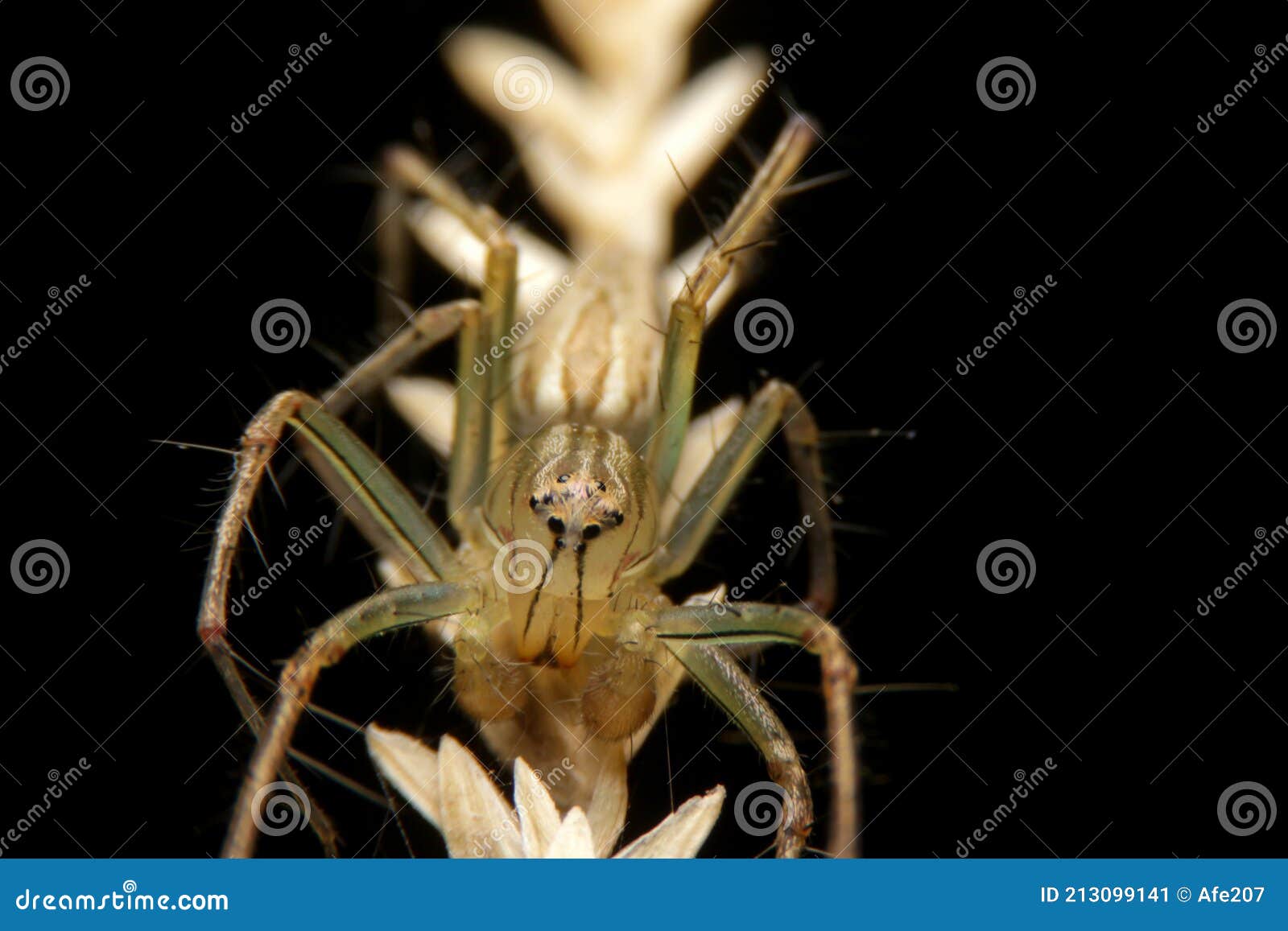 close-up oxyopes javanus troll, brown spider, eyes arranged in a hexagon pattern