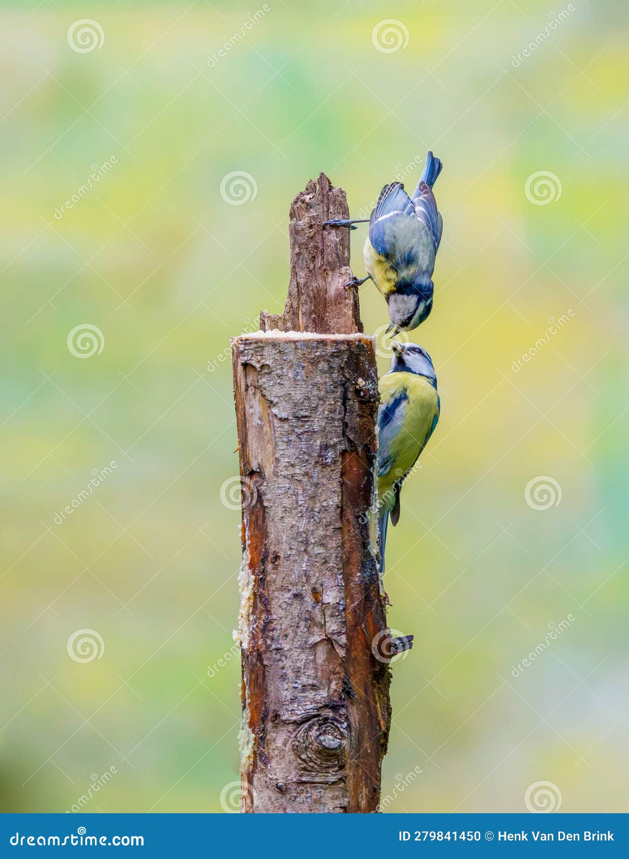 Pair of Blue Tits, Cyanistes Caeruleus, Hanging from a Tree Trunk