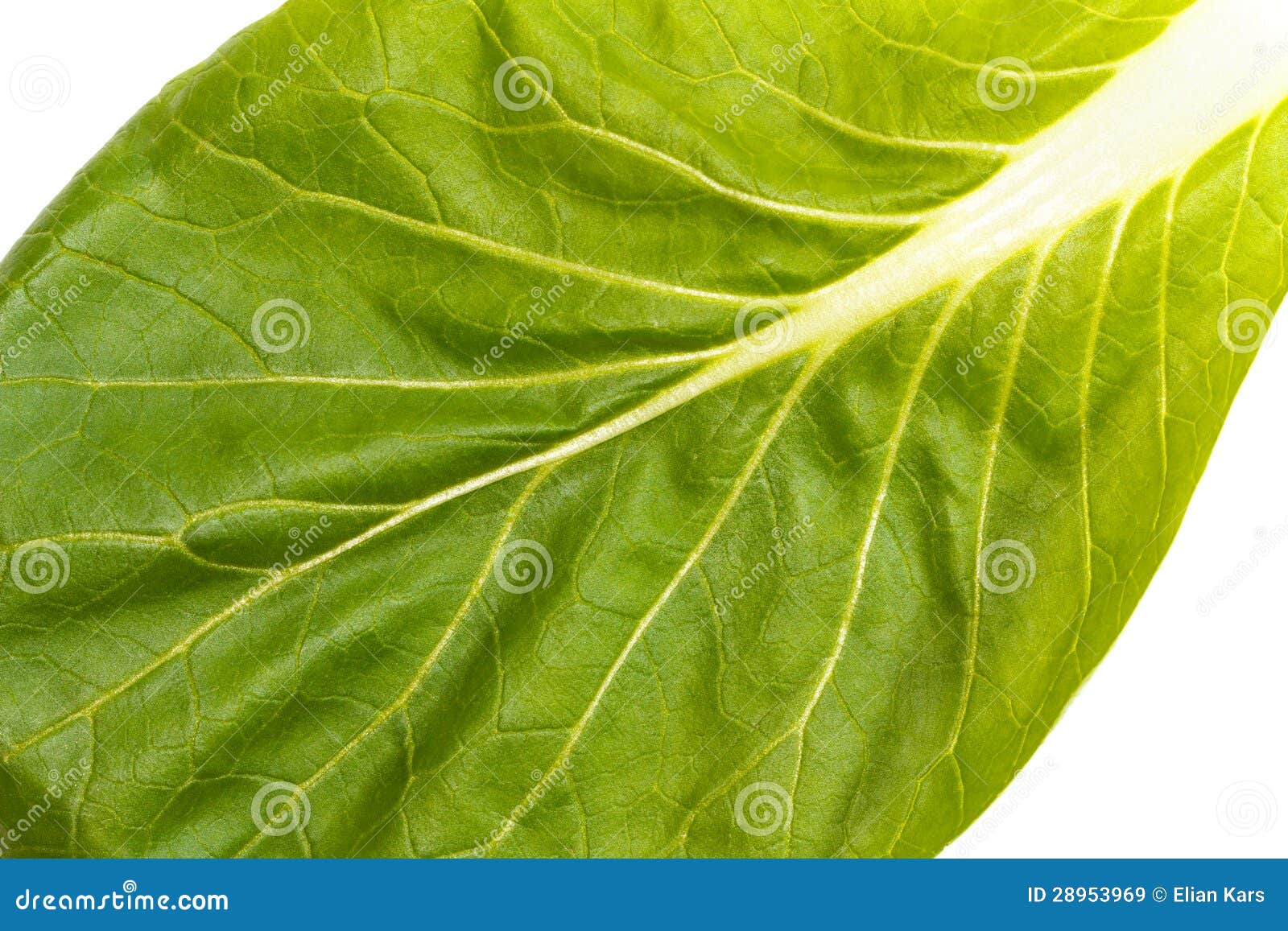 close up of pak choi (brassica rapa) leaf