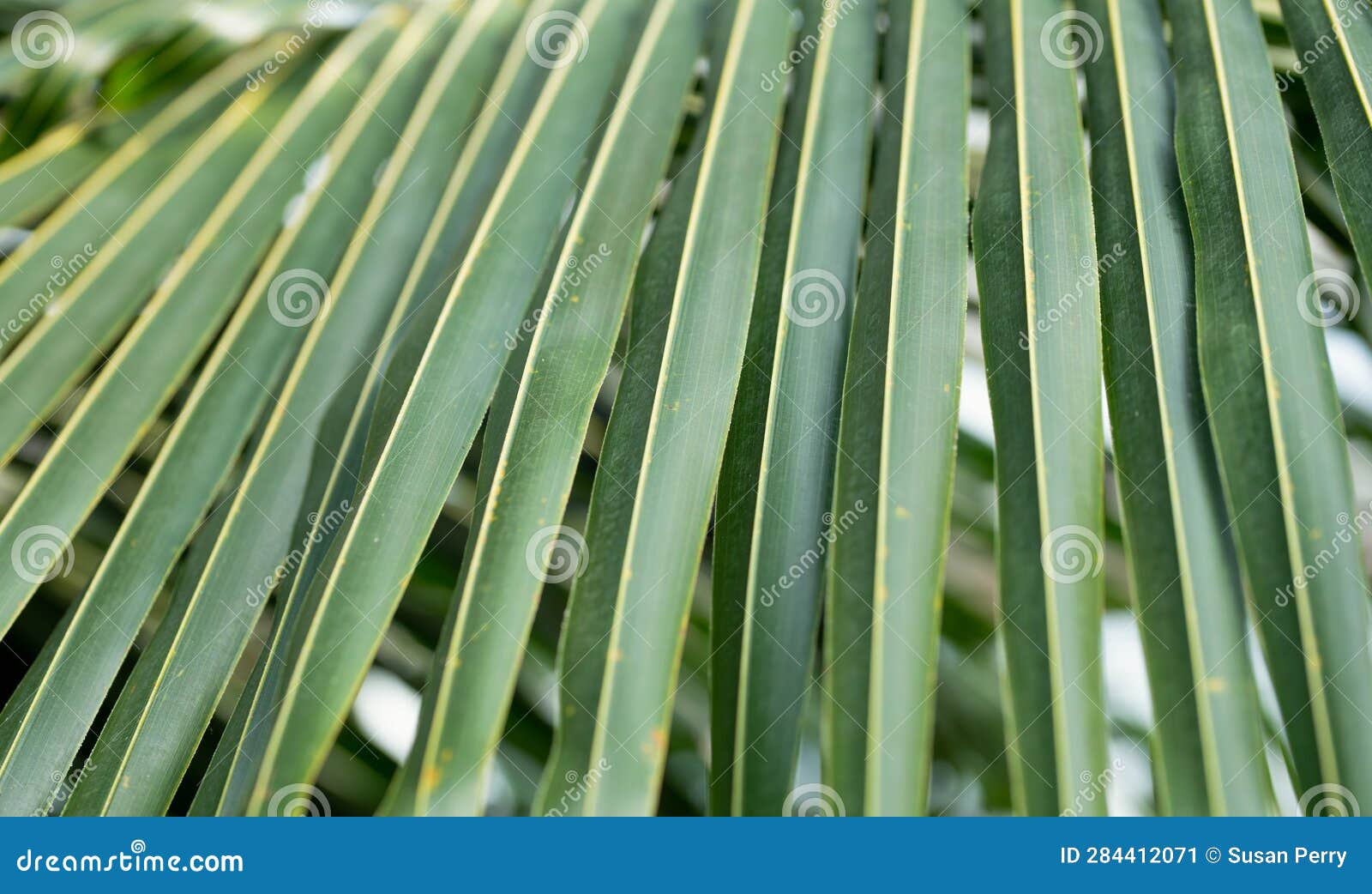 Close Up of Palm Tree Plant Leaves in the Park Stock Image Image of