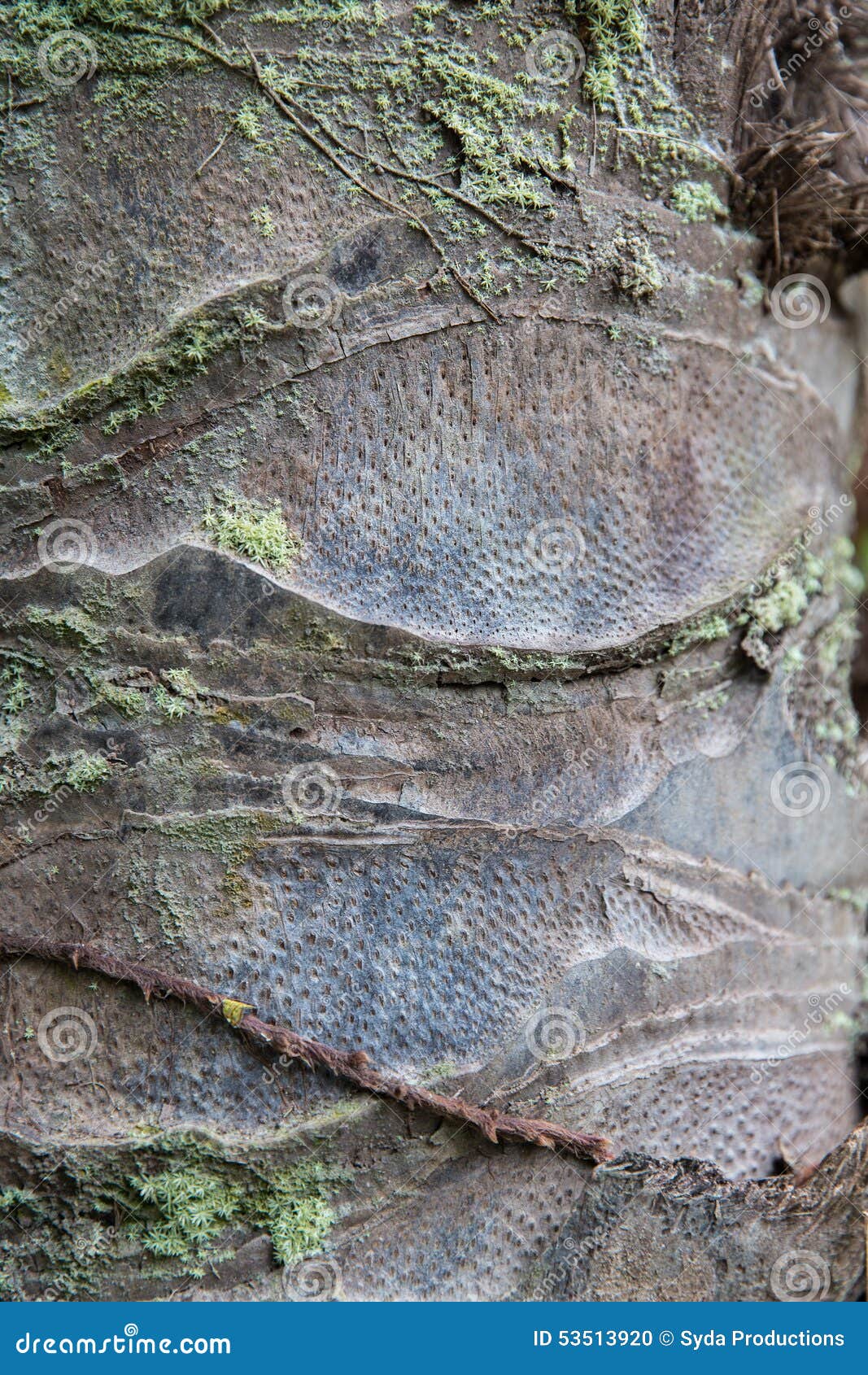 Close Up of Palm Tree Trunk Bark Surface Stock Photo Image of rough