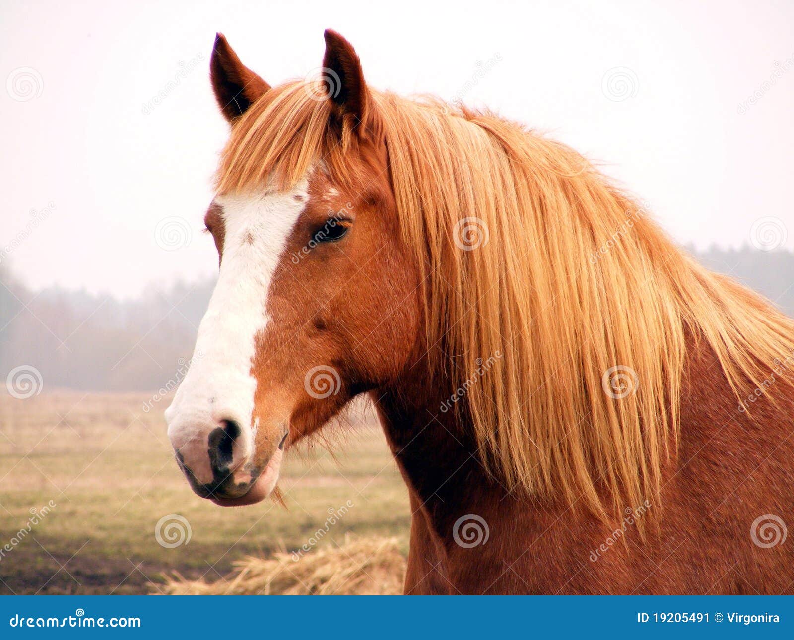 Close Up of Palomino Draft Horse Stock Image Image of heavy, close