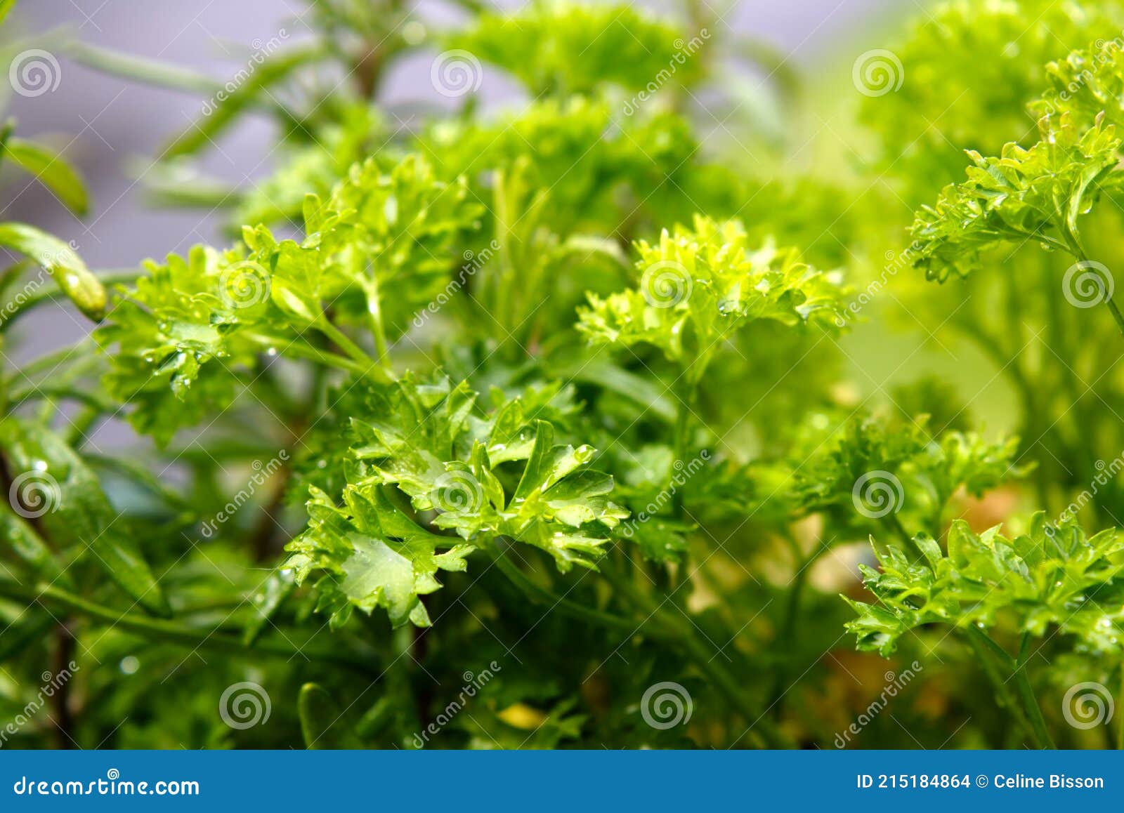 Closeup of a Parsley Plant Stock Photo Image of nature, grass 215184864