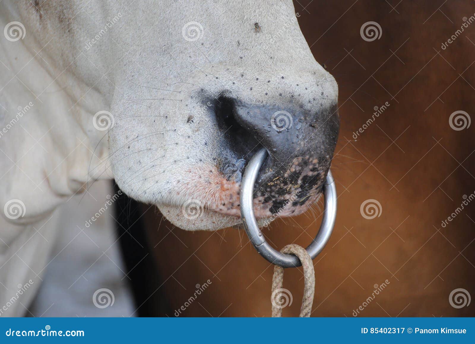 Scotland royal stock nose ring mangsk hi-res stock photography and images -  Alamy